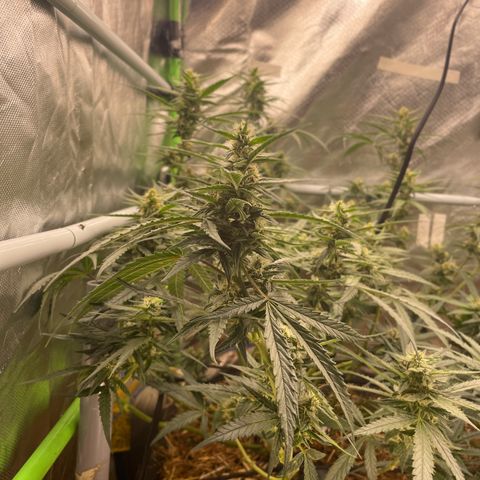 Special Kush growlog photo: Weiter geht’s ohne mangel ! Top 