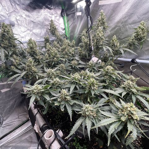 Special Kush growlog timeline photo