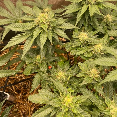 Special Kush growlog photo: Weiter geht’s ohne mangel ! Top 