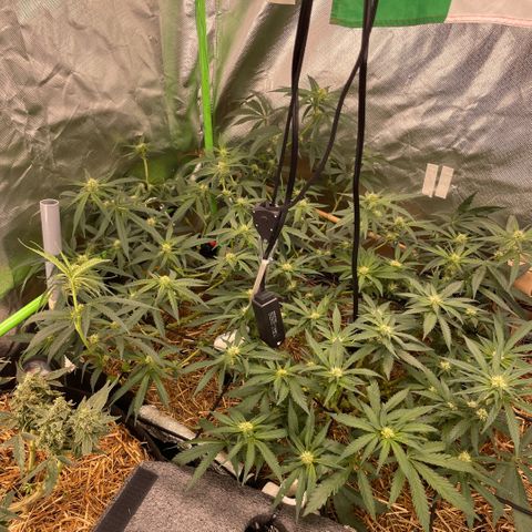 Special Kush growlog timeline photo