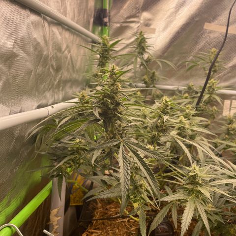 Special Kush growlog photo: Weiter geht’s ohne mangel ! Top 