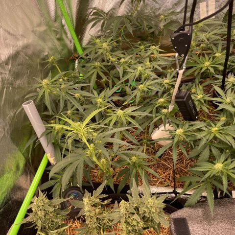Special Kush growlog timeline photo