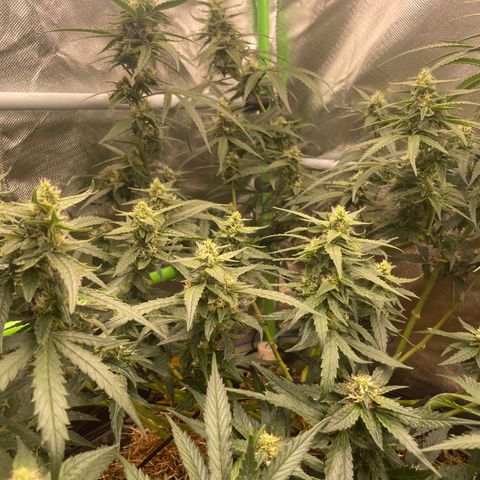 Special Kush growlog photo: Weiter geht’s ohne mangel ! Top 
