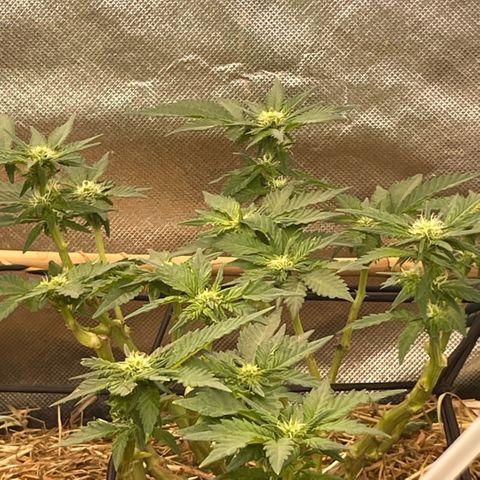 Special Kush growlog timeline photo