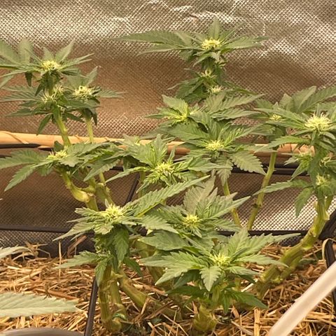 Special Kush growlog timeline photo