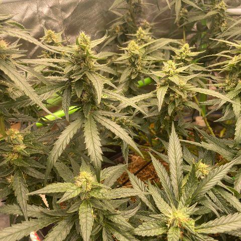 Special Kush growlog photo: Weiter geht’s ohne mangel ! Top 