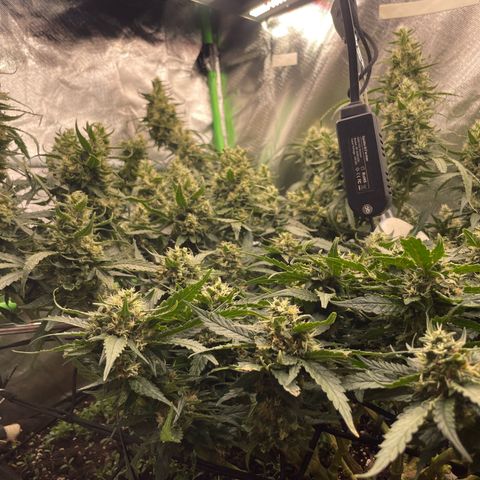 Special Kush growlog photo: Blühte woche 7