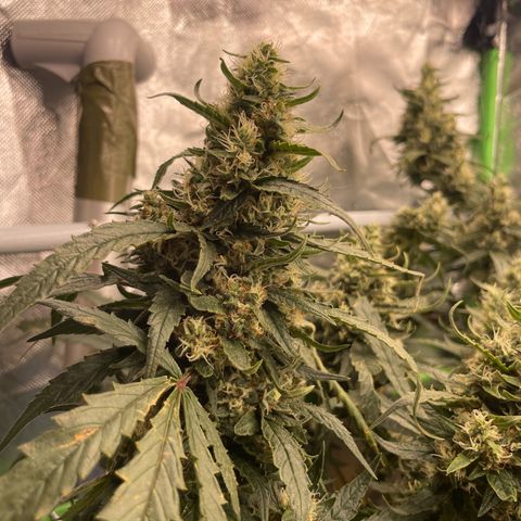 Special Kush growlog photo: Blühte woche 7