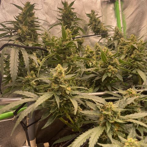 Special Kush growlog photo: Blühte woche 7