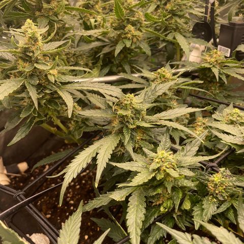 Special Kush growlog photo: Blühte woche 7