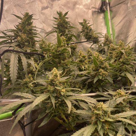 Special Kush growlog photo: Blühte woche 7