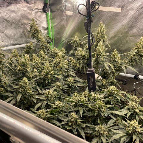 Special Kush growlog photo: Blühte woche 7