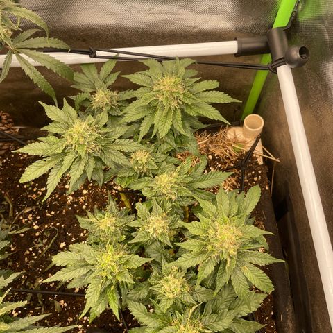 Special Kush growlog photo: Blühte woche 7