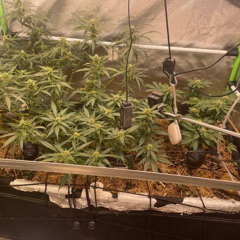 Special Kush growlog timeline photo