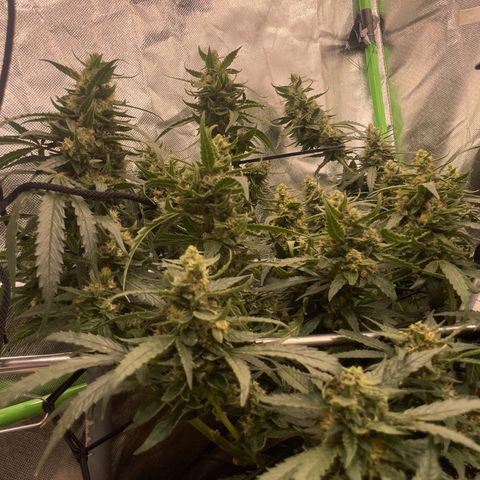 Special Kush growlog photo: Blühte woche 7