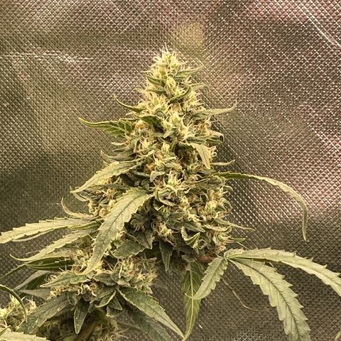 Special Kush growlog photo: Blühte woche 7