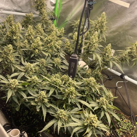 Special Kush growlog photo: Blühte woche 7