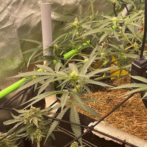 Special Kush growlog timeline photo