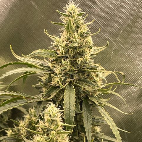 Special Kush growlog timeline photo