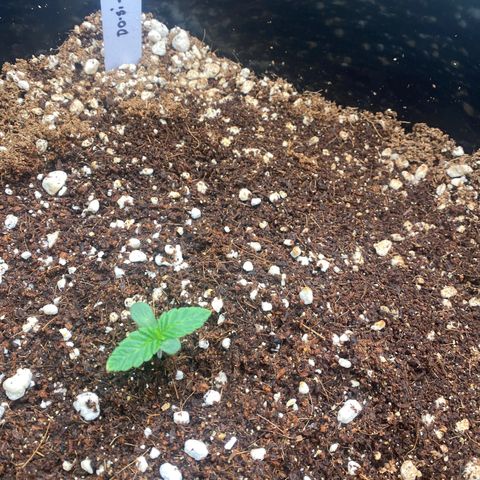 Autopot  growlog timeline photo