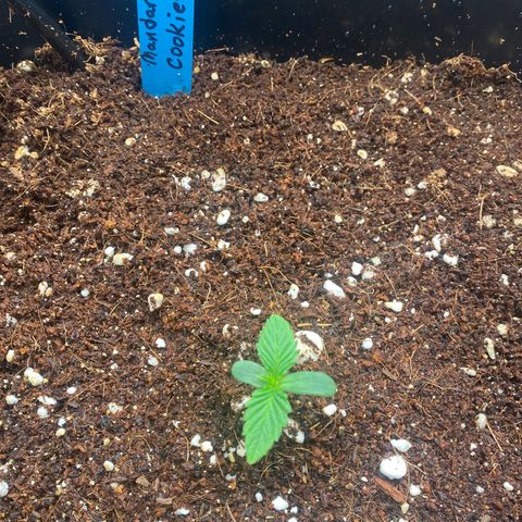 Autopot  growlog timeline photo