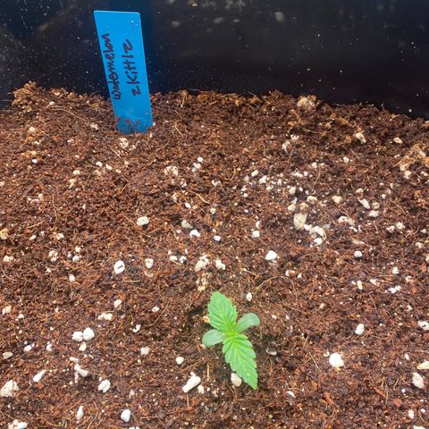 Autopot  growlog timeline photo