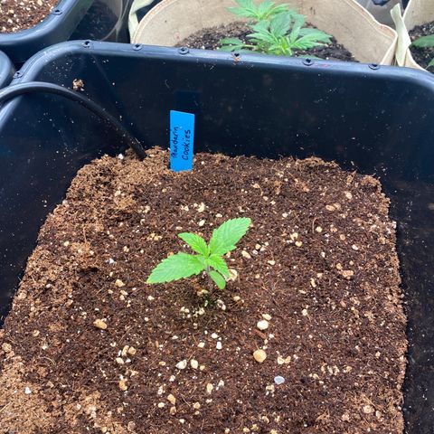 Autopot  growlog timeline photo