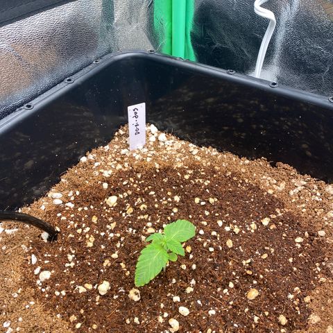 Autopot  growlog timeline photo