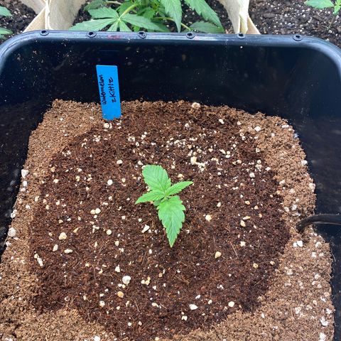 Autopot  growlog timeline photo