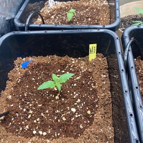 Autopot  growlog timeline photo