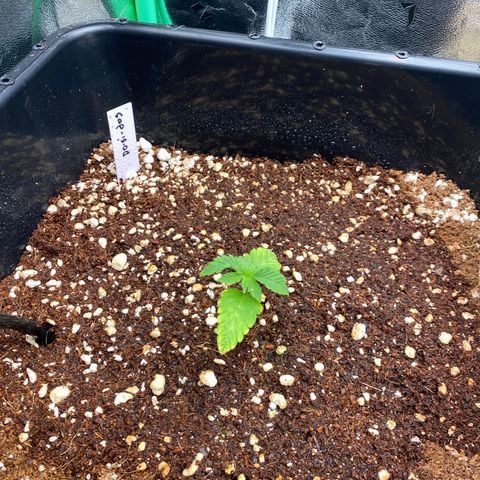 Autopot  growlog timeline photo