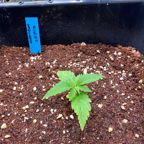 Autopot  growlog timeline photo