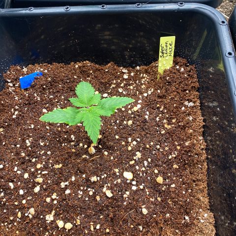 Autopot  growlog timeline photo