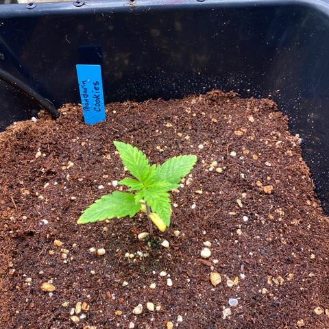 Autopot  growlog timeline photo