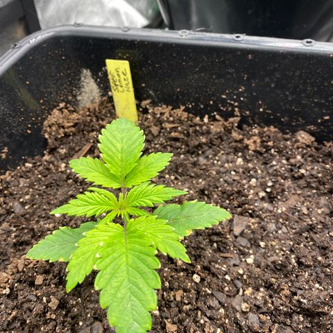 Autopot  growlog timeline photo