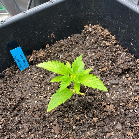 Autopot  growlog timeline photo