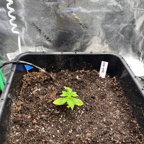 Autopot  growlog timeline photo