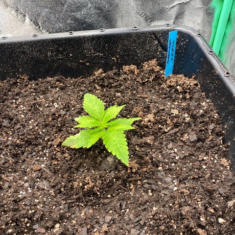 Autopot  growlog timeline photo