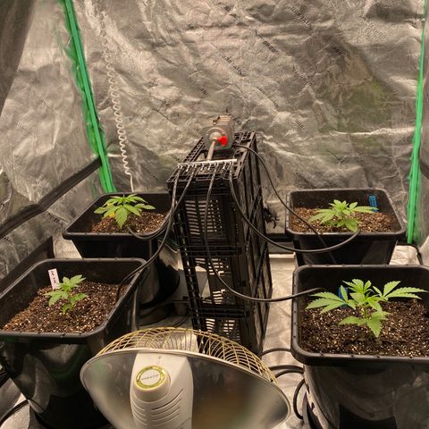 Autopot  growlog timeline photo