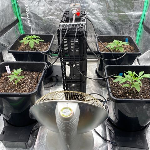 Autopot  growlog timeline photo