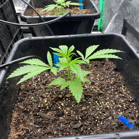 Autopot  growlog timeline photo