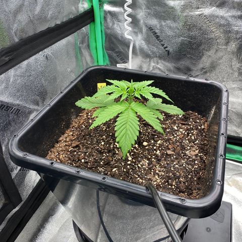 Autopot  growlog timeline photo