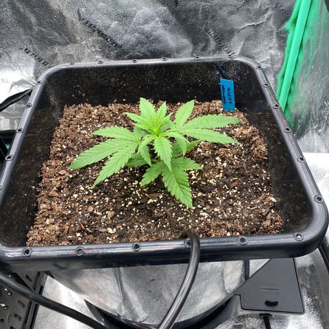Autopot  growlog timeline photo