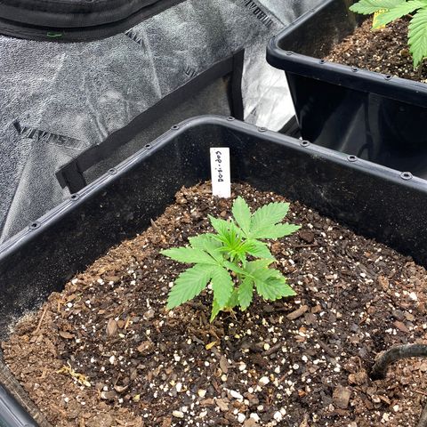 Autopot  growlog timeline photo