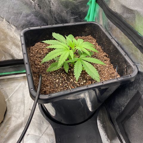 Autopot  growlog photo: LST on mandarin cookies and super lemon haze