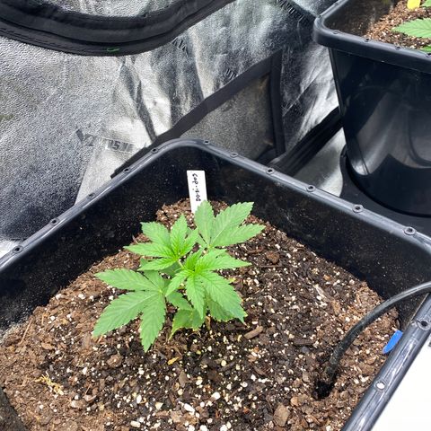 Autopot  growlog photo: LST on mandarin cookies and super lemon haze