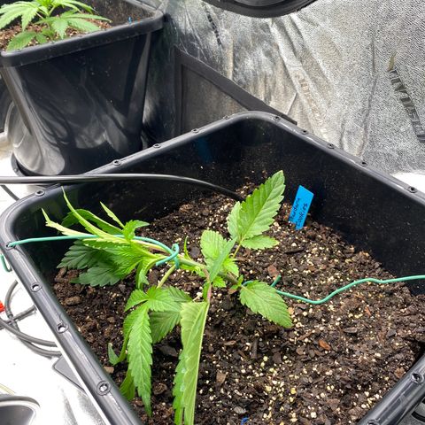 Autopot  growlog photo: LST on mandarin cookies and super lemon haze