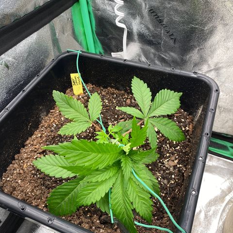 Autopot  growlog photo: LST on mandarin cookies and super lemon haze