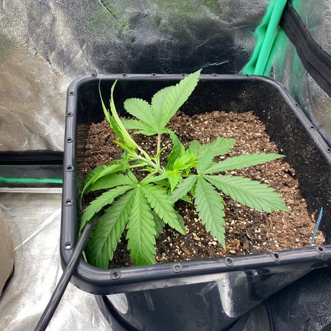 Autopot  growlog timeline photo