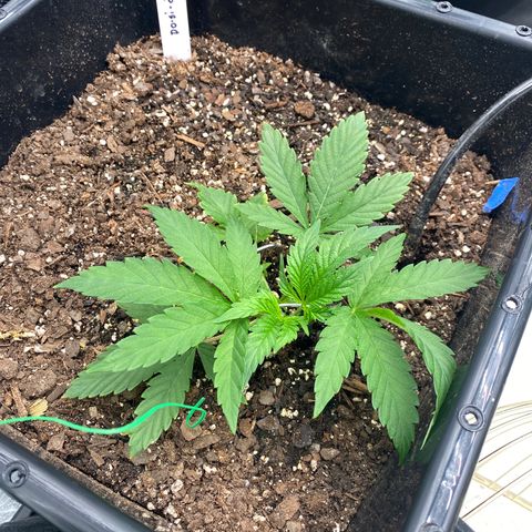 Autopot  growlog timeline photo